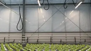 modern greenhouse