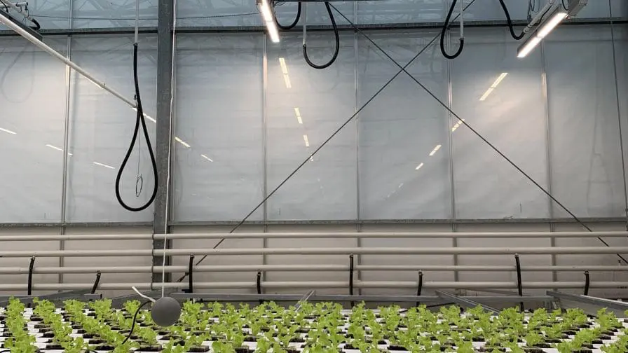 Familiar Face Wins Latest Autonomous Greenhouse Challenge